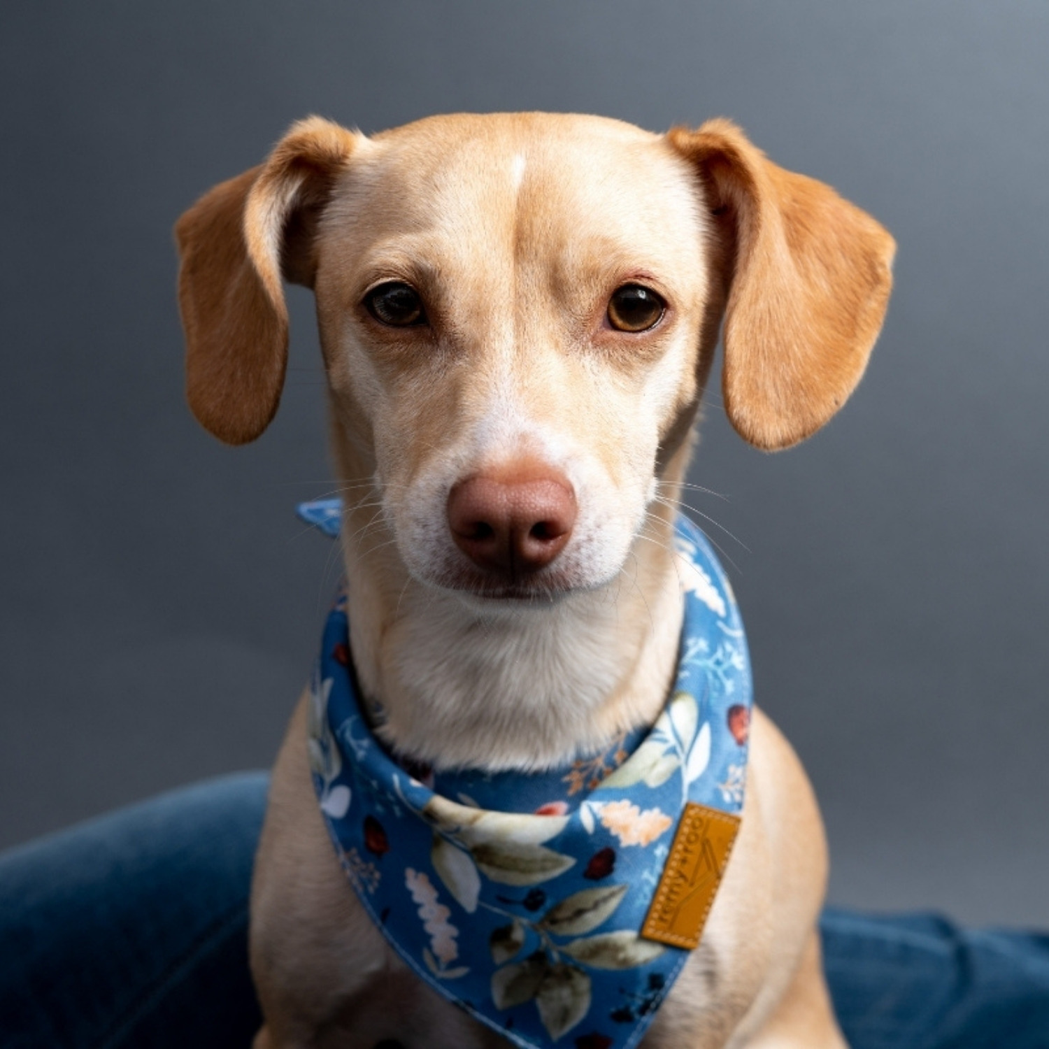 Adorable Pet Headshot