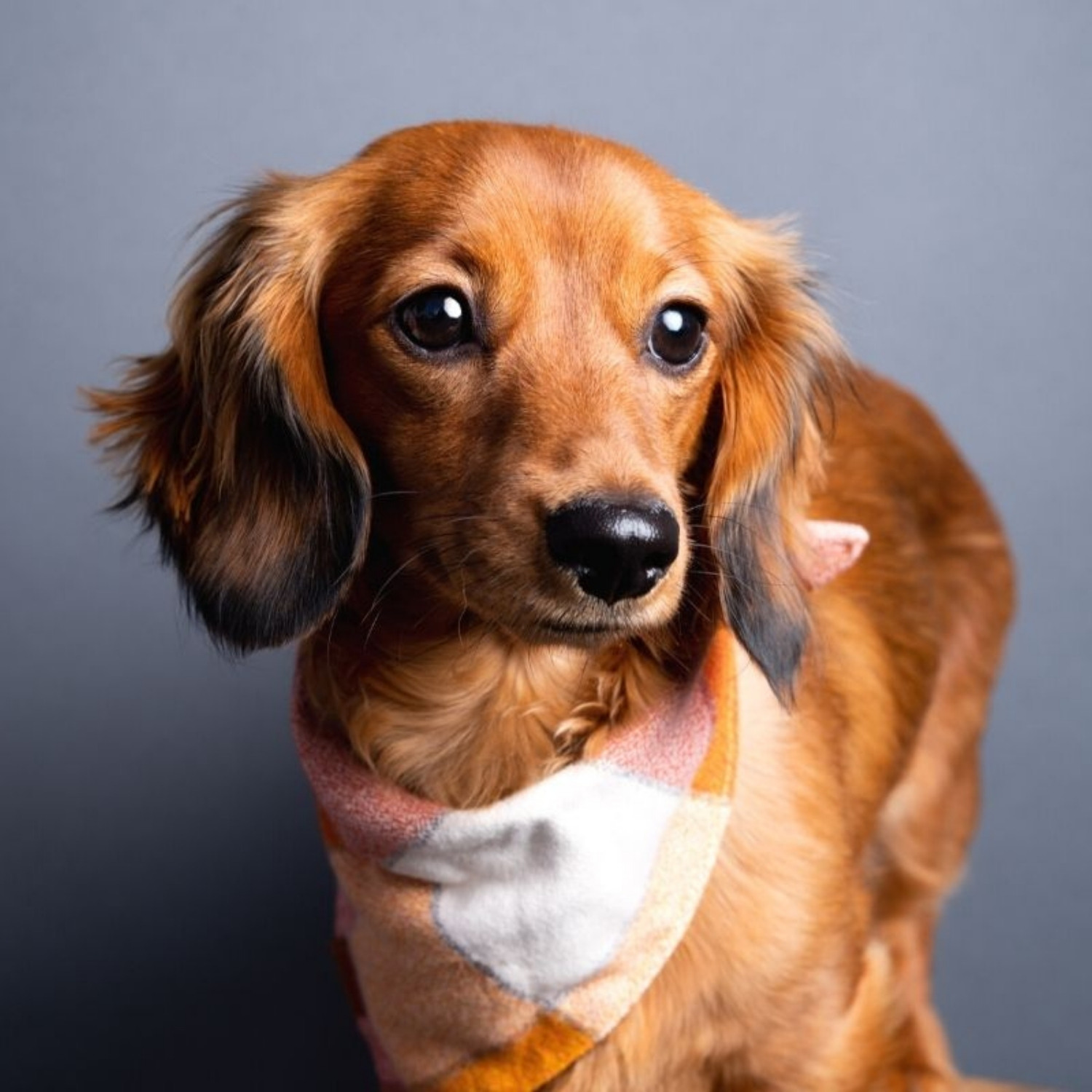 High End Pet Headshot
