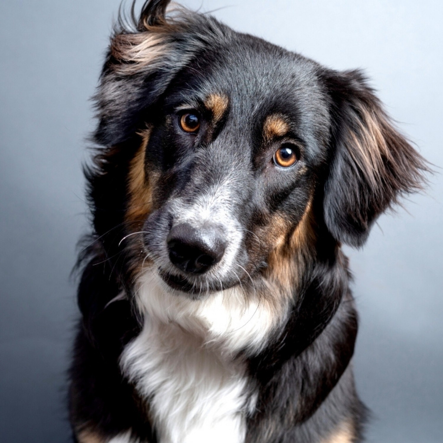 Pet Headshot Example Photo