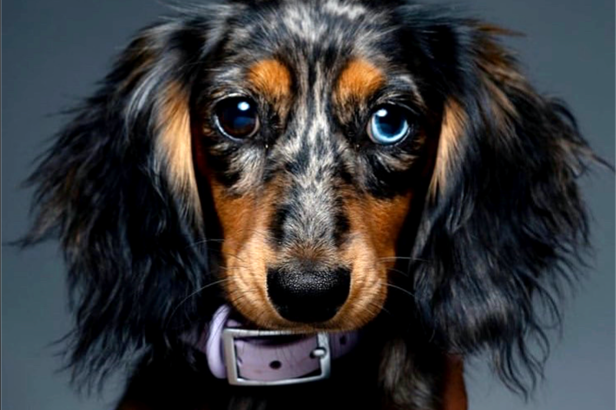 [Event] Free Pet Headshots in San Francisco